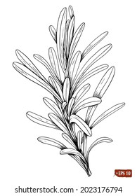 Sketch of a fresh rosemary branch. Hand drawn vector illustration of herbs and spices on white background. Elements for label design, market, menu, party decoration, restaurant.