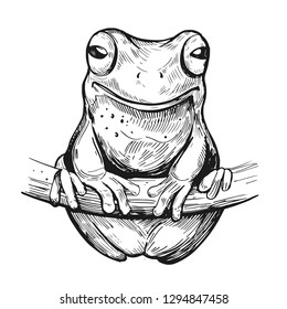 Sketch of frog. Hand drawn illustration. Vector. Isolated