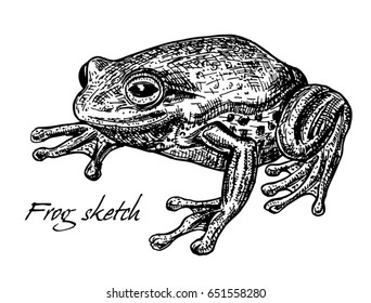 Sketch of frog. Toad, frog, drawing. Hand drawn illustration