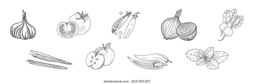 Sketch Fruit and Vegetables as Garden Crop Harvest Vector Set