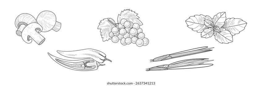 Sketch Fruit and Vegetables as Garden Crop Harvest Vector Set