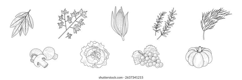 Sketch Fruit and Vegetables as Garden Crop Harvest Vector Set