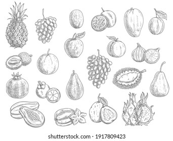 Sketch fruits isolated vector icons. Durian, pomegranate and pineapple, peach and papaya farm market or store garden and tropic exotic fruit. Tropical carambola and pitaya, lychee and lemon with grape