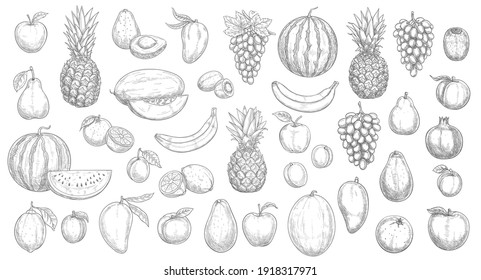 Sketch fruits isolated vector icons watermelon, pineapple, peach and mango with kiwi. Farm market, orchard or store garden and tropic exotic fruits banana, avocado, lemon with grapes and melon set