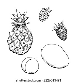 Sketch fruits line art vector illustration