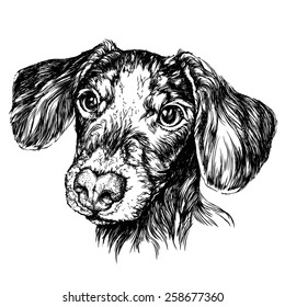 Sketch of funny Dog Dachshund. Vector Illustration