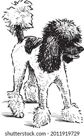 Skizze von lustigem schwarz-weißem Poodle