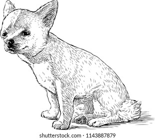 Sketch of a funny sitting lap dog