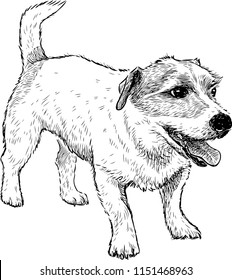 Sketch of a funny small dog