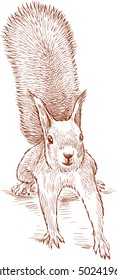 Sketch Of A Funny Squirrel