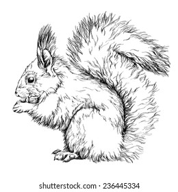 Sketch of funny squirrel. vector illustration.