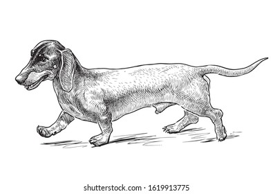 Sketch Of Funny Walking Dachshund