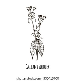 Sketch of Gallant soldier. Hand drawn botanical vector illustration