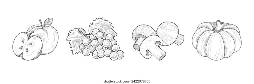 Sketch Garden Vegetable and Fresh Agricultural Crop Vector Set