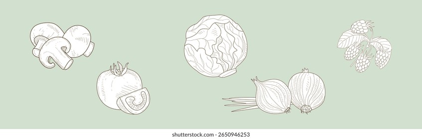 Sketch Garden Vegetable and Fresh Agricultural Crop Vector Set