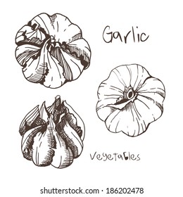 Sketch of garlic by hand