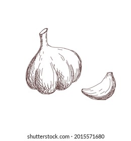 Sketch of garlic contour drawing isolated on white background, stock vector illustration, for design and decoration, sticker, template, vintage, banner, vegetables