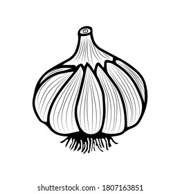 Sketch of garlic. Healthy vegetables. Vector image for design.