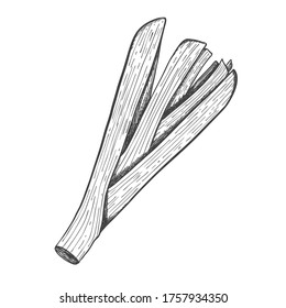 Sketch of garlic leaves. Food sketching. Green part of garlic. For menu design, recipes, and cooking magazines. Black and white vector illustration. Hand drawn and isolated on a white background