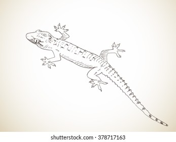 Sketch of gecko, Hand drawn illustration