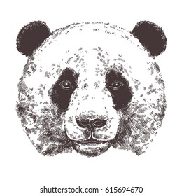 Sketch Giant Panda Hand Drawn Head Stock Vector (Royalty Free ...