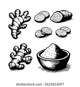 Esboço de gengibre em estilo de desenho de mão. Raiz e pó vetorial