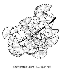 sketch ginkgo biloba tree branch with leaves on a white background