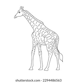 Sketch of Giraffe drawn by hand. Vector hand drawn illustration.