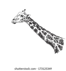 Sketch of giraffe Vector