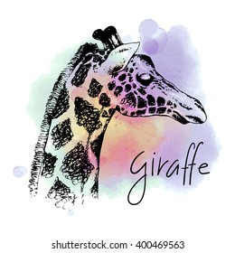 Sketch giraffe. Vector hand drawn illustration. Watercolor background. Hand lettering