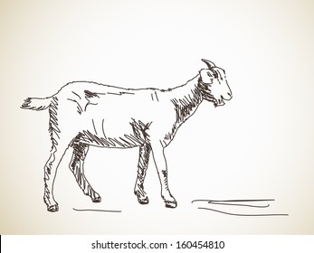 Sketch Of Goat