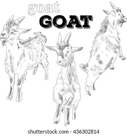 sketch goat