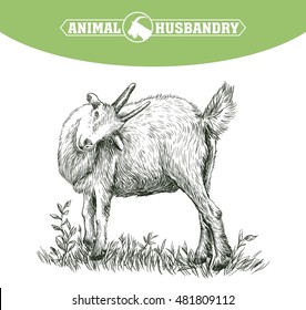 sketch of goat drawn by hand. livestock. animal grazing