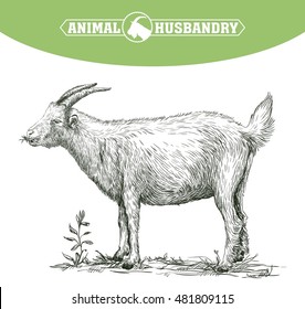 sketch of goat drawn by hand. livestock. animal grazing