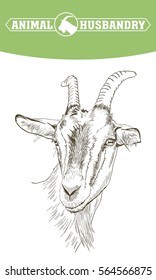 sketch of goat drawn by hand. livestock. animal grazing