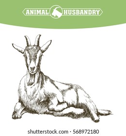 sketch of goat drawn by hand. livestock. animal grazing