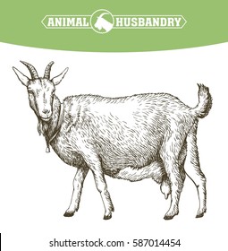 sketch of goat drawn by hand. livestock. animal grazing