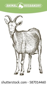 sketch of goat drawn by hand. livestock. animal grazing