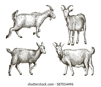 sketch of goat drawn by hand. livestock. animal grazing