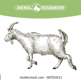 sketch of goat drawn by hand. livestock. animal grazing