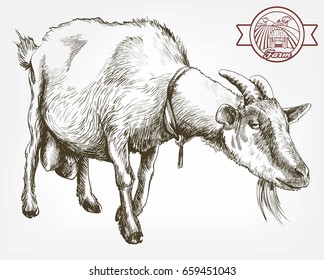 Goat Sketch Images Stock Photos Vectors Shutterstock