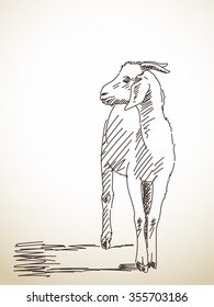 Sketch of goat, Hand drawn illustration