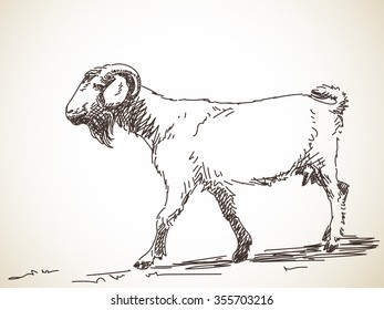 Sketch of goat, Hand drawn illustration