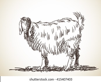 Sketch of goat Hand drawn illustration Isolated