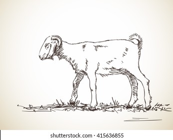 Sketch of goat Hand drawn illustration Isolated