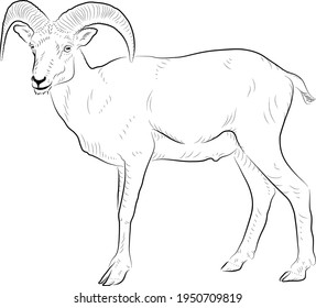 Sketch of goat.  Minimalistic style.