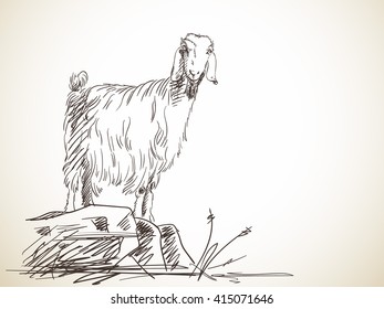 Sketch of goat standing on rock. Hand drawn illustration. Isolated