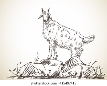 Sketch of goat standing on rock. Hand drawn illustration. Isolated