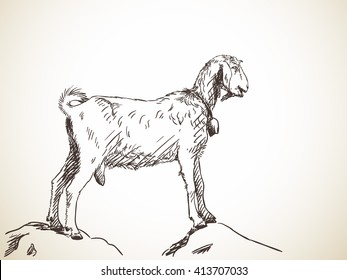 Sketch of goat standing on two hills. Hand drawn illustration. Isolated