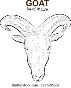 Sketch of goat`s head. Minimalistic style